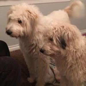 ros_calder365 avatar