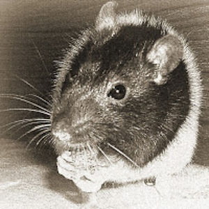 kathleenmoulder avatar