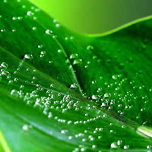 claudisbridgforth avatar