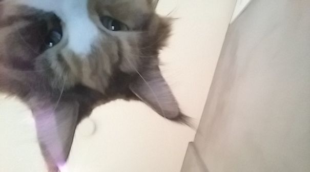 My Phone Takes A Picture When Someone Enters The Wrong Knock Code. Woke Up To This