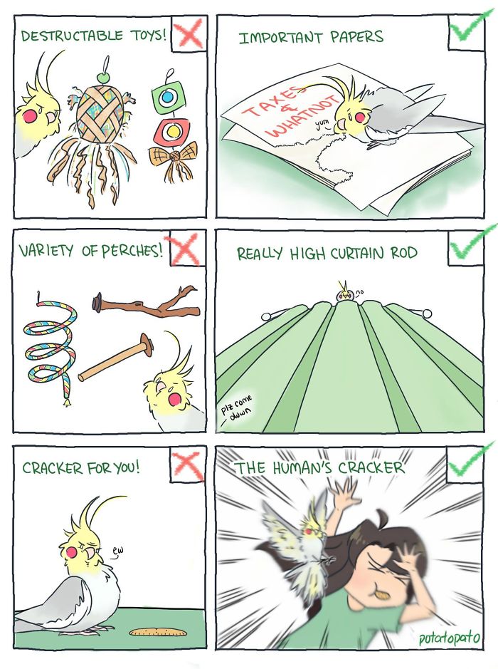 Comic panels showing a pet bird preferring important papers and curtain rods over toys and crackers, drawn by artist.