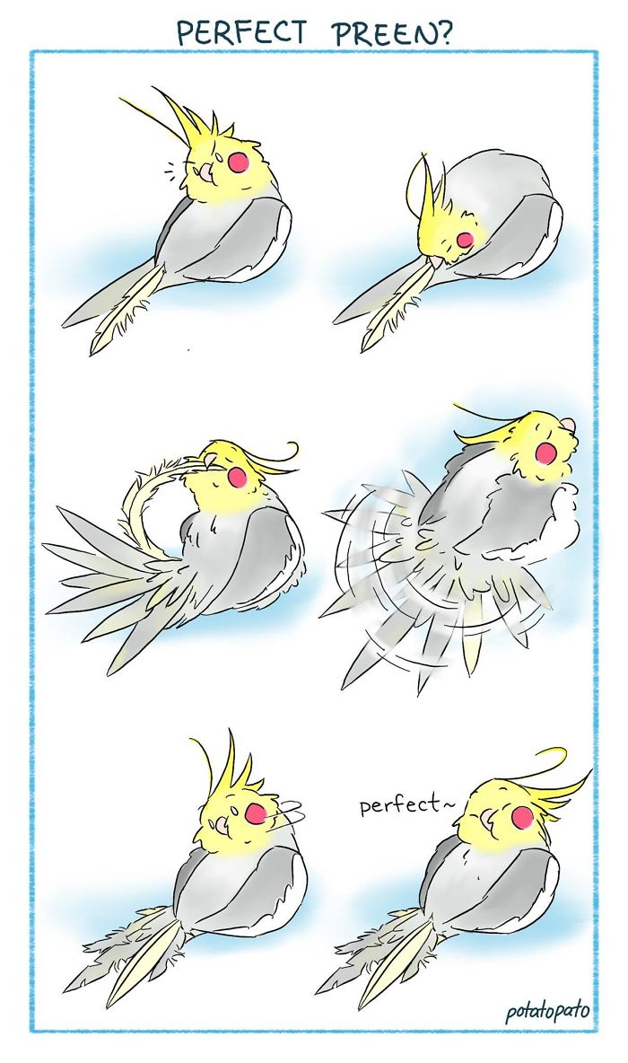 Comic illustrations of a pet bird doing a feather preen routine, shown in a positive and cheerful style.