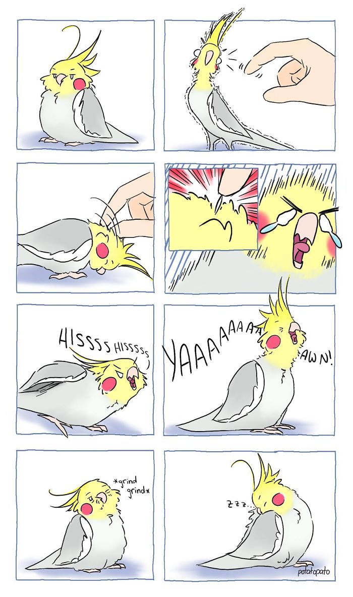 Comic strip showing a pet bird reacting to petting, expressing emotions from discomfort to contentment, drawn by an artist.