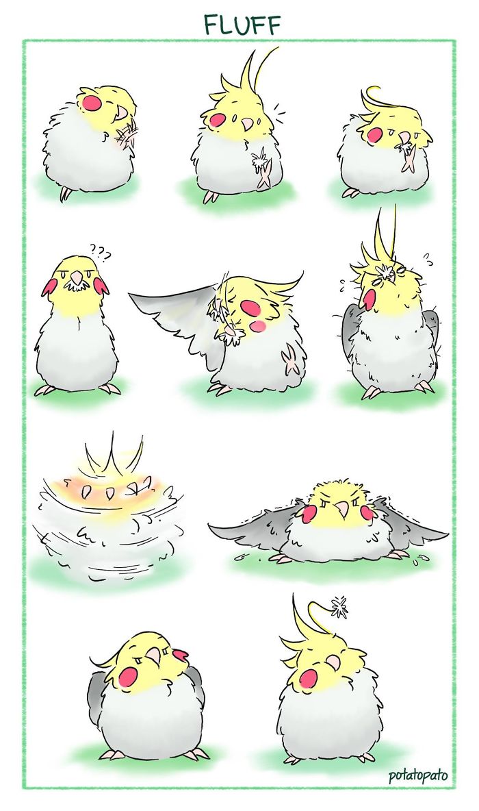 Cute comic illustrations of a pet bird in various fluffy and playful poses by the artist.