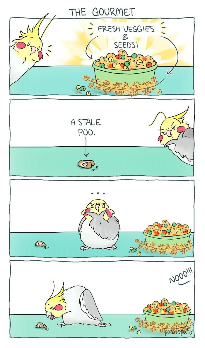 Comic of a pet bird near fresh veggies and seeds, showing its humorous and positive reaction to food choices.
