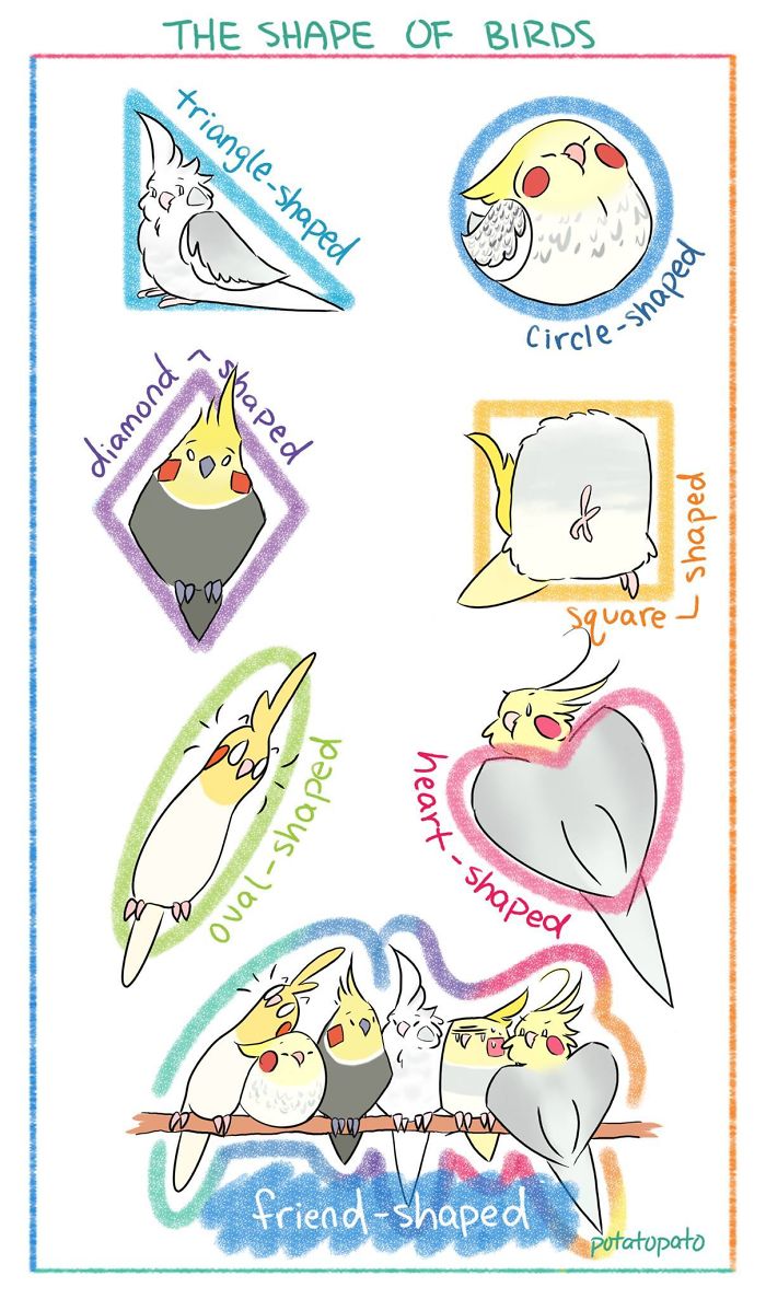 Comic illustration of pet birds in various shapes including triangle, circle, diamond, heart, and friend-shaped.