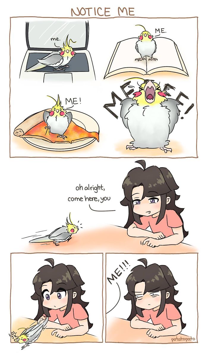 Comic panels showing a pet bird demanding attention from its owner in a positive and humorous way.