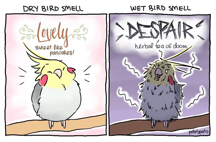 Comic showing a positive pet bird and its contrasting dry bird smell and wet bird smell experiences.