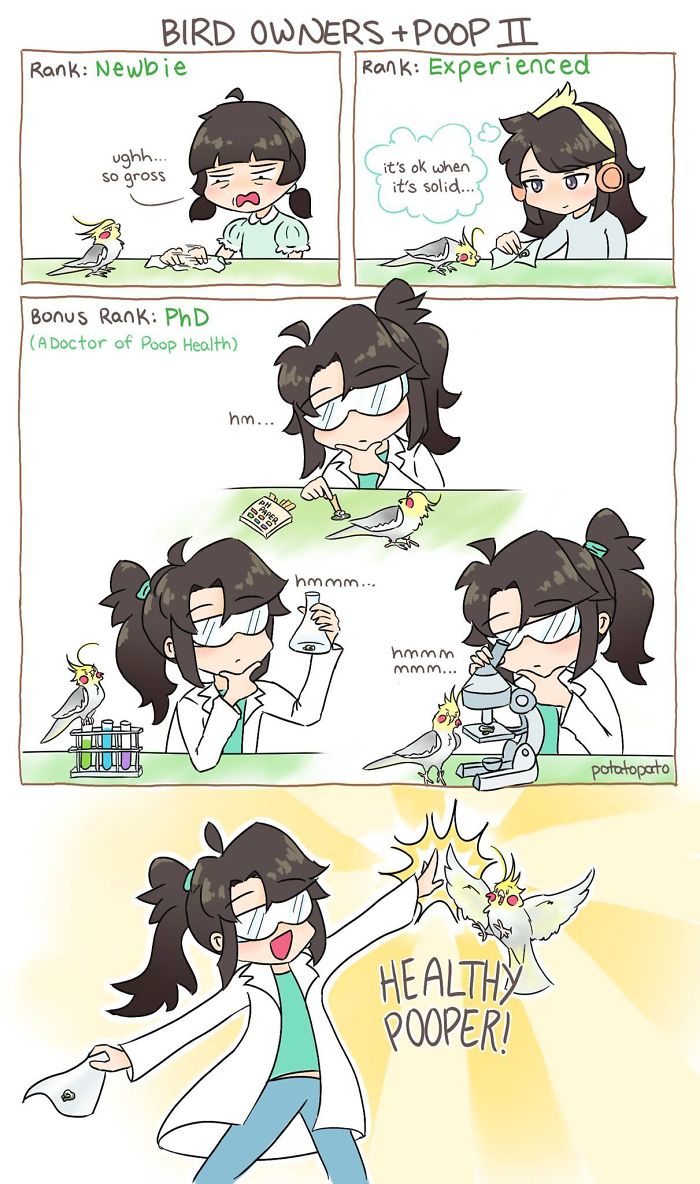 Comic showing bird owners learning about bird p**p, from newbie to expert, with positive pet bird comics by artist.