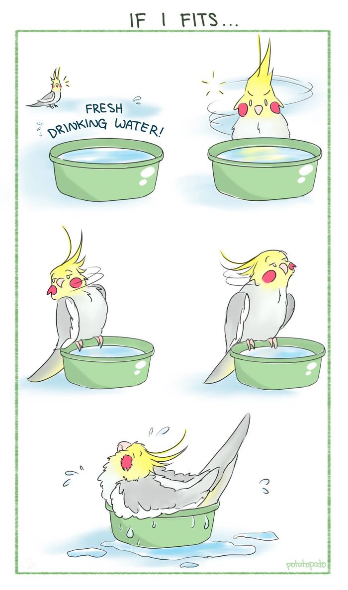 Comic of a pet bird interacting with a water bowl, illustrating positive and playful moments in artist's bird comics.