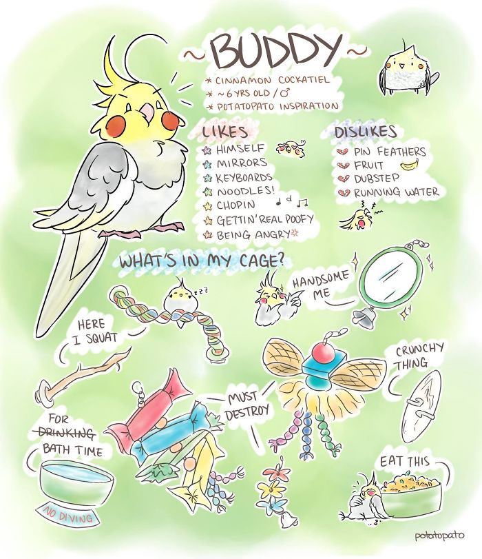 Comic-style illustration of a pet bird with positive and playful notes about its likes, dislikes, and cage items.