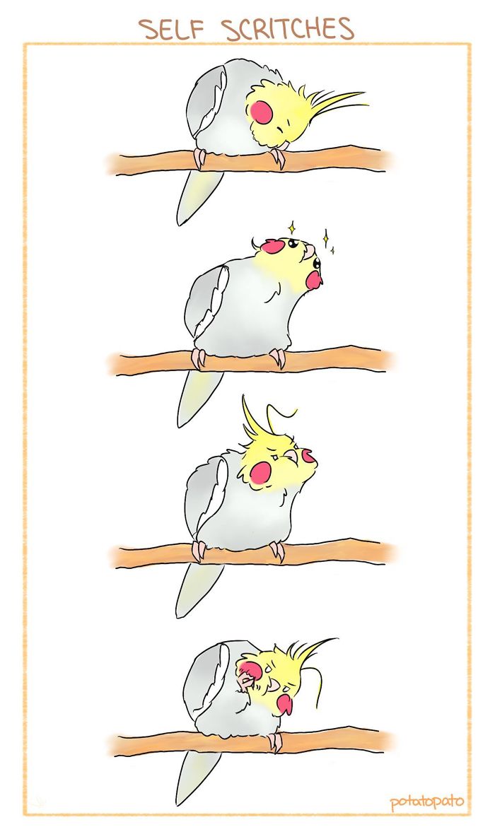 Comic panels of a positive pet bird drawing itself scratching on a perch in a cheerful style.
