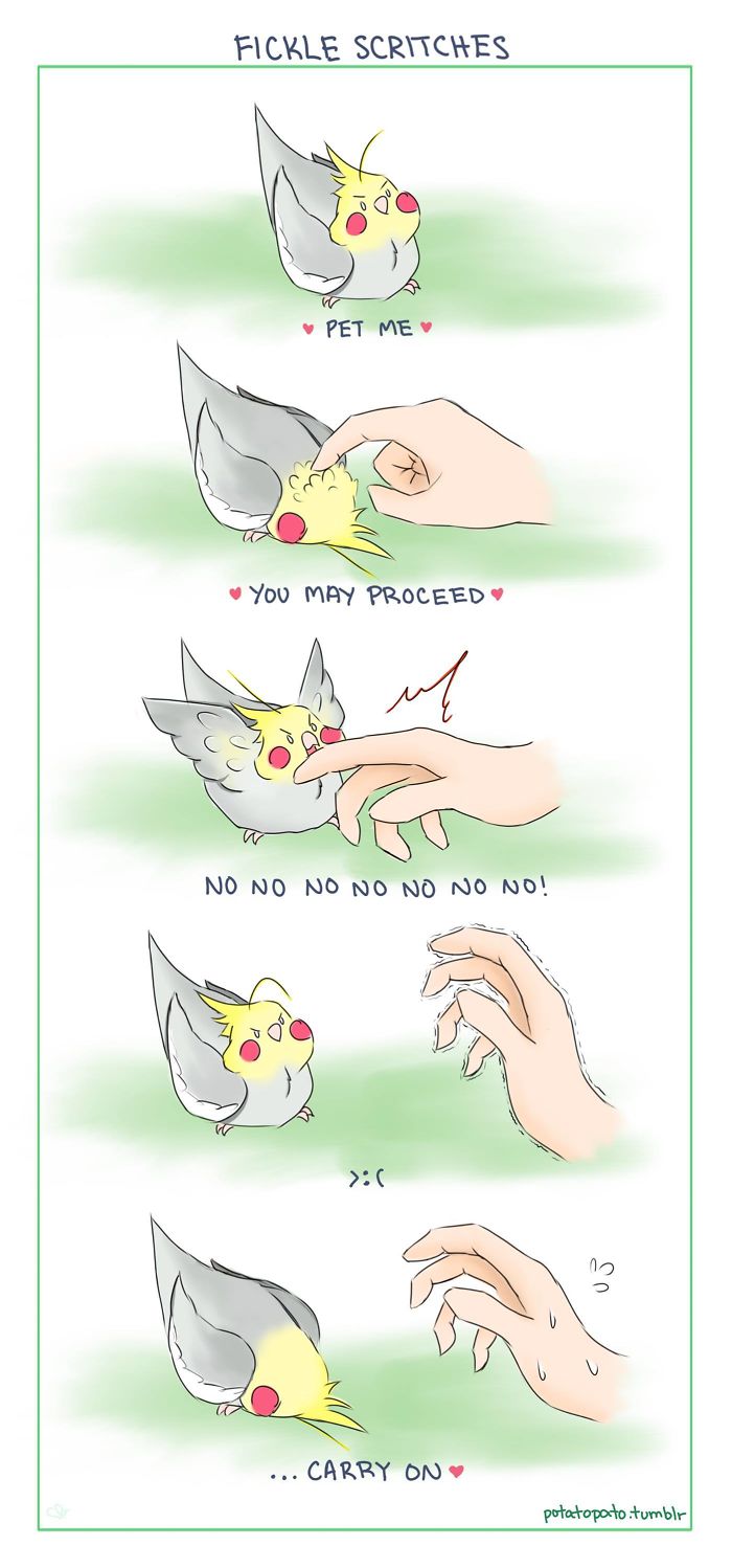 Comic illustrating pet bird's fickle behavior during positive interactions with its owner.