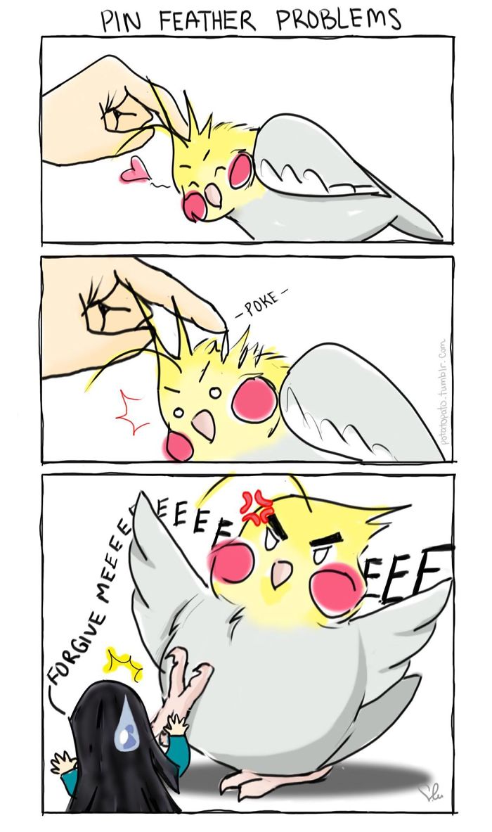 Comic panels showing an artist drawing comics about her pet bird reacting to pin feather problems in a humorous, positive way.