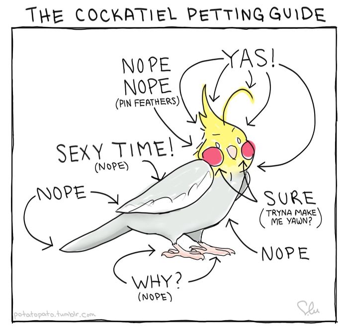 Comic illustration showing a cockatiel with humorous petting guide, from an artist who draws comics about her pet bird.
