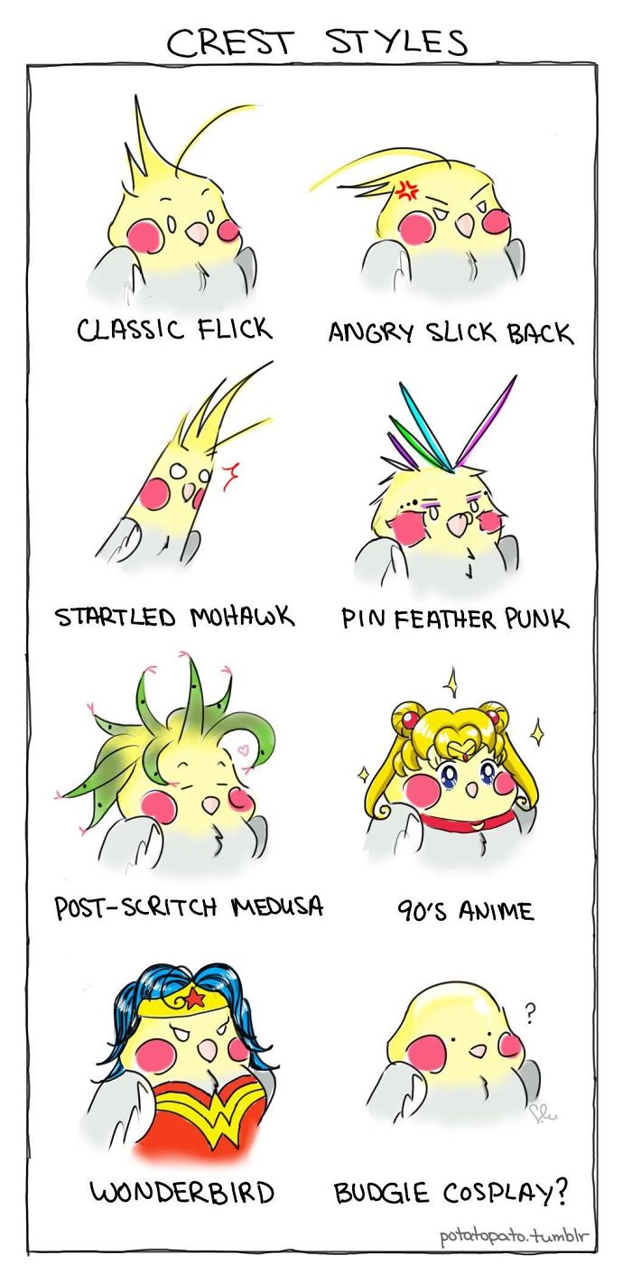 Comic illustrations of a pet bird showing various crest styles with playful and positive expressions and costumes.