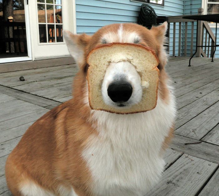 Inbred Corgi