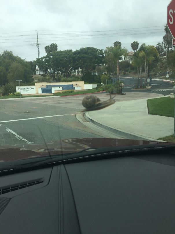 Snail On My Mothers Windshield Looks Giant At First Glance