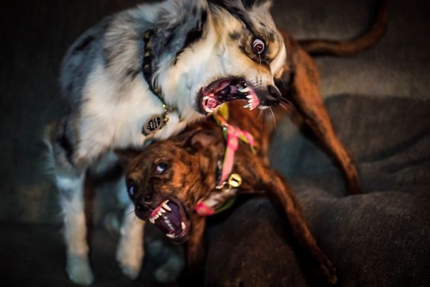 They Were Playing Tug O War But The Toy Fell...