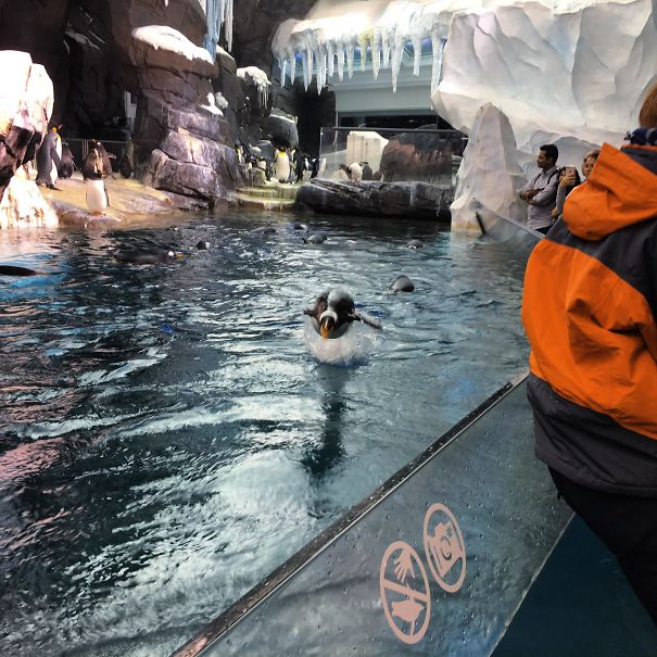 A Penguin Trying To Fly