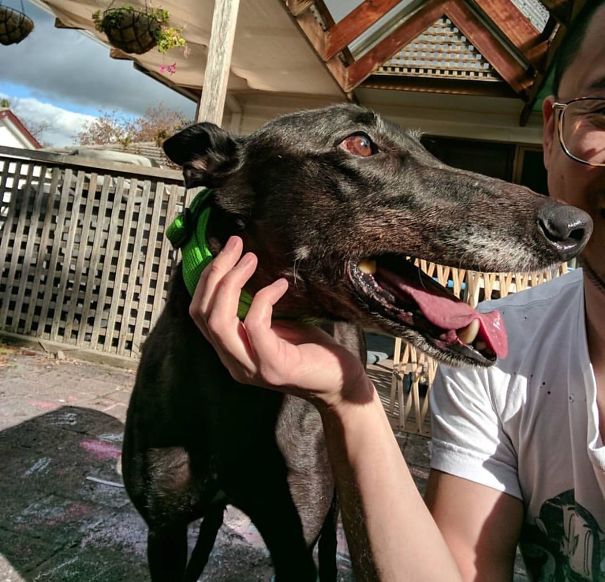 Petting My Demon Hound