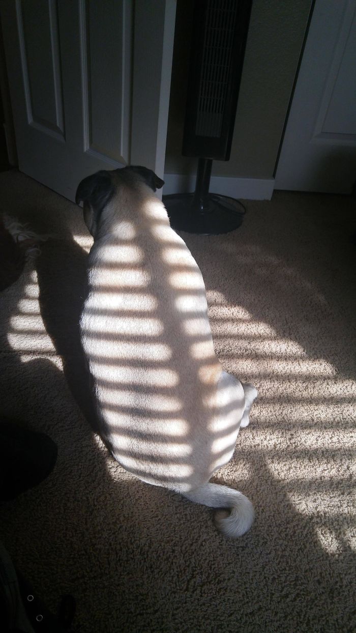 Beautiful Shadows