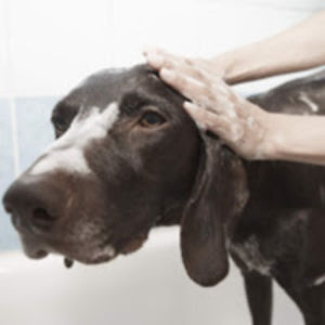 ewelinakurczakowska avatar