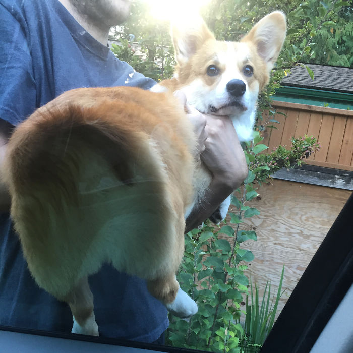 Things We Find Funny: Smooshing Wally's Floofy Butt Against A Window