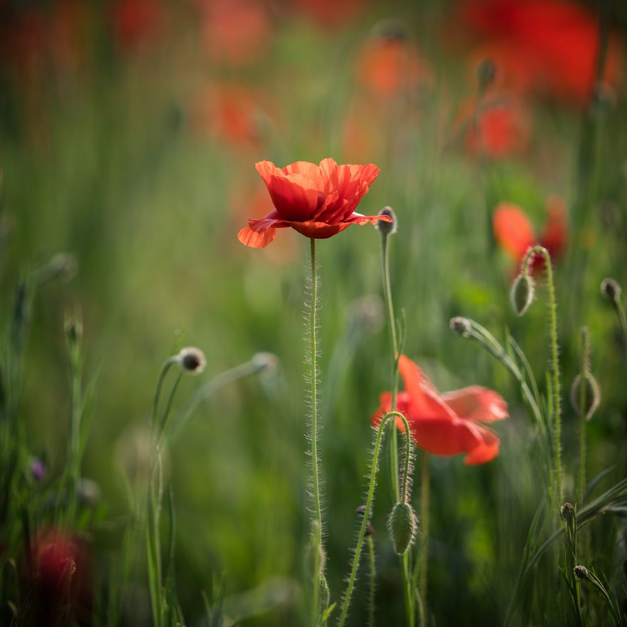 I Capture Seasonal Changes In Japanese Nature