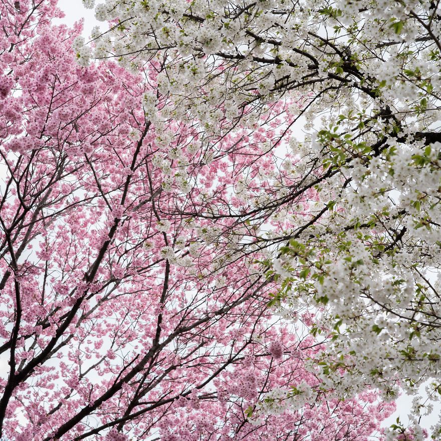 I Capture Seasonal Changes In Japanese Nature