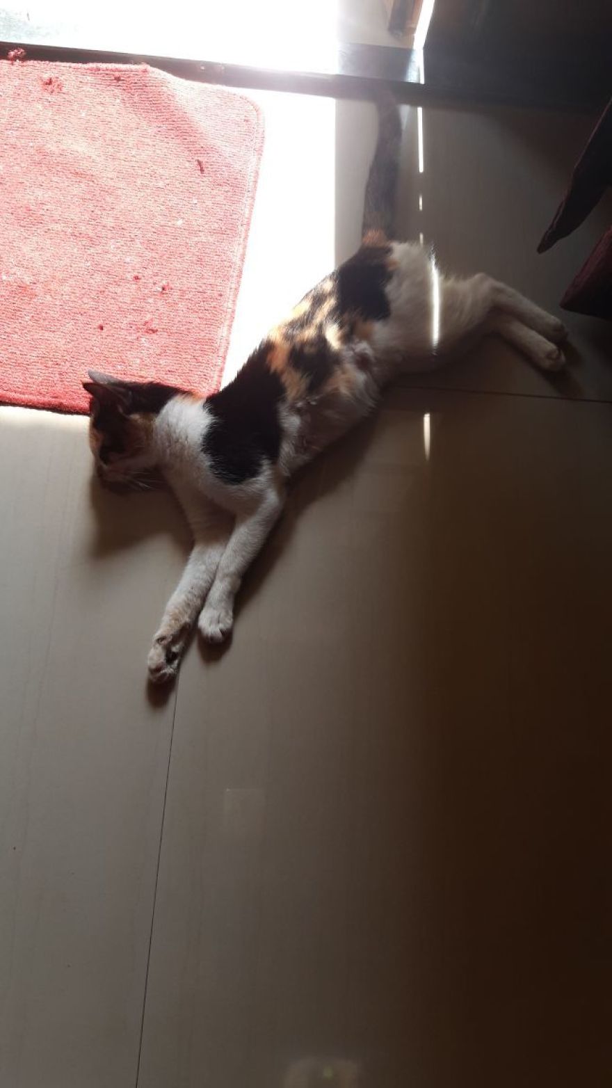 The Story Of April - The Warrior Cat The Story Of April - The Warrior Cat