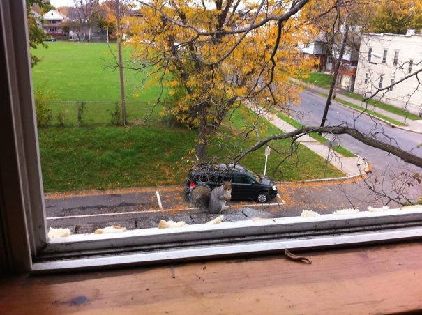 Good Morning. Another Day, Another 5ft Squirrel Trying To Break Into My Car