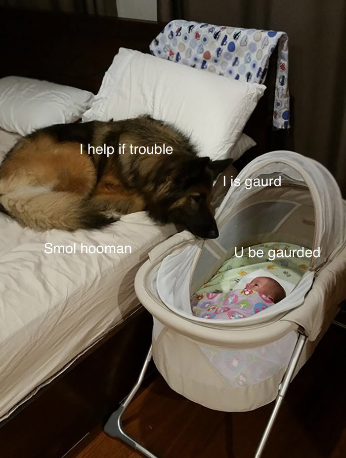 I Made These Pictures With The Sweet Dog Post And I Hope They'll Brighten Your Day