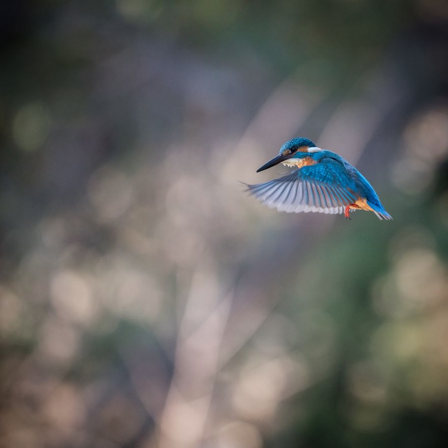 I Capture Seasonal Changes In Japanese Nature