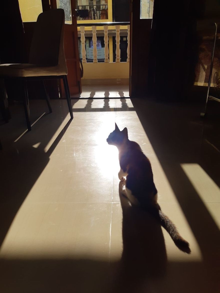 April : The Fighter Cat April : The Fighter Cat