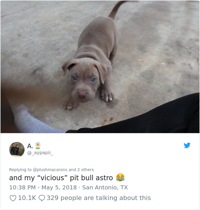 This Adorable 9-Week-Old Puppy Wasn't Allowed To A Puppy Party Because Of Her Breed And People Are Not Happy