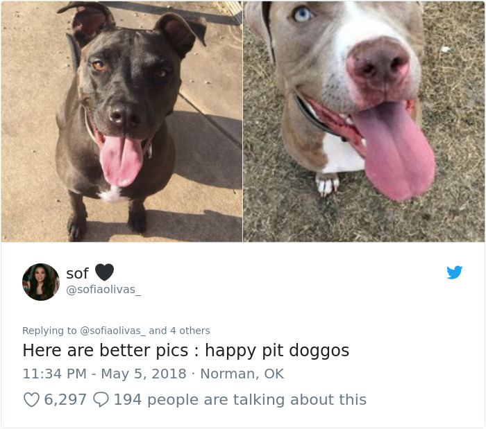 This Adorable 9-Week-Old Puppy Wasn't Allowed To A Puppy Party Because Of Her Breed And People Are Not Happy