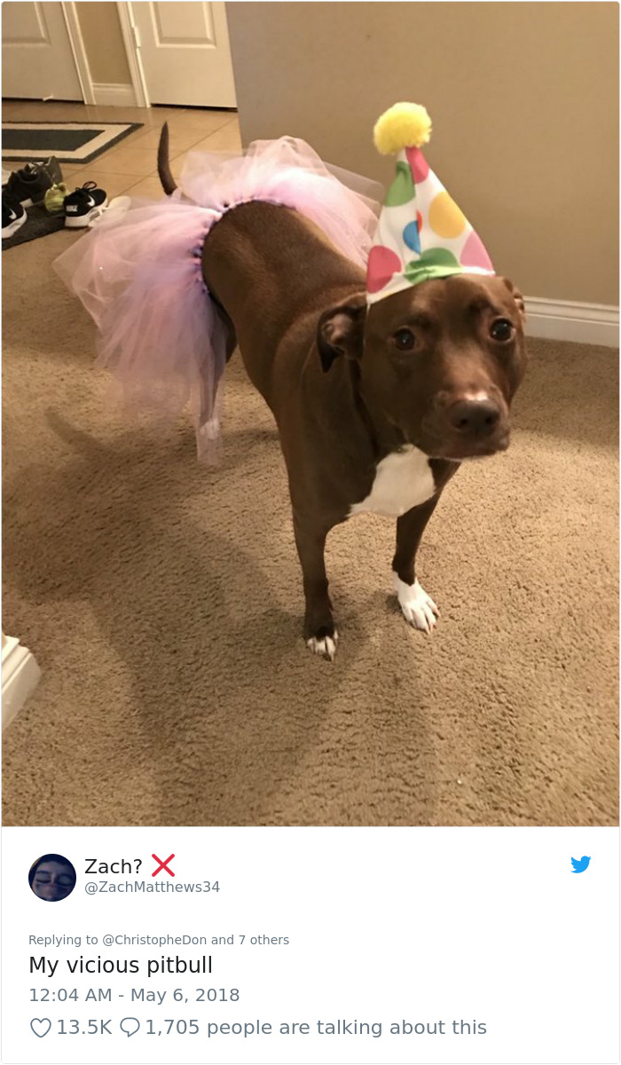 This Adorable 9-Week-Old Puppy Wasn't Allowed To A Puppy Party Because Of Her Breed And People Are Not Happy