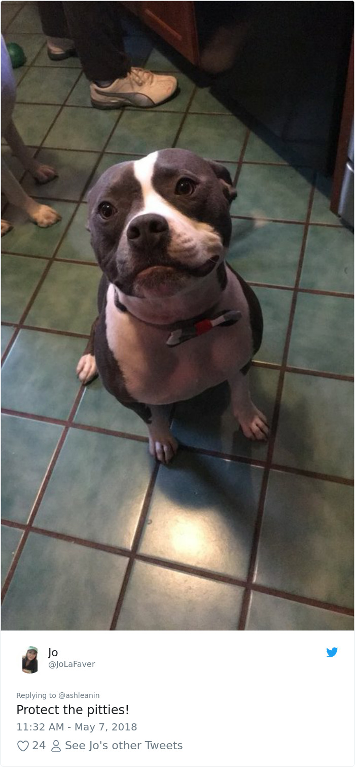 This Adorable 9-Week-Old Puppy Wasn't Allowed To A Puppy Party Because Of Her Breed And People Are Not Happy This Adorable 9-Week-Old Puppy Wasn't Allowed To A Puppy Party Because Of Her Breed And People Are Not Happy