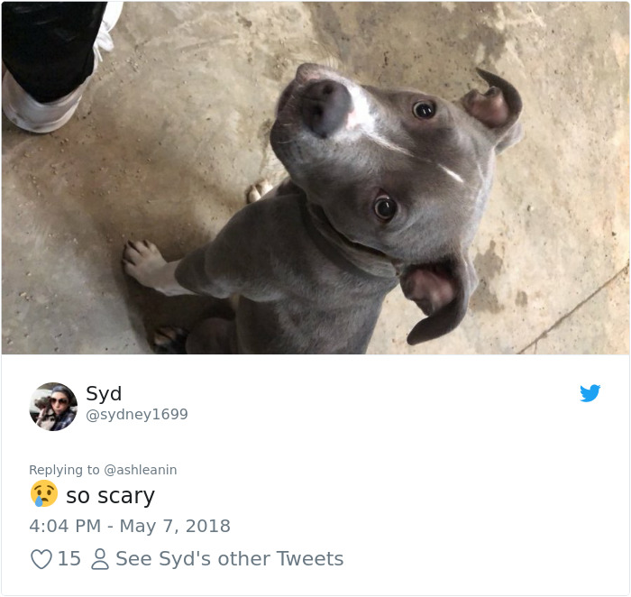 This Adorable 9-Week-Old Puppy Wasn't Allowed To A Puppy Party Because Of Her Breed And People Are Not Happy