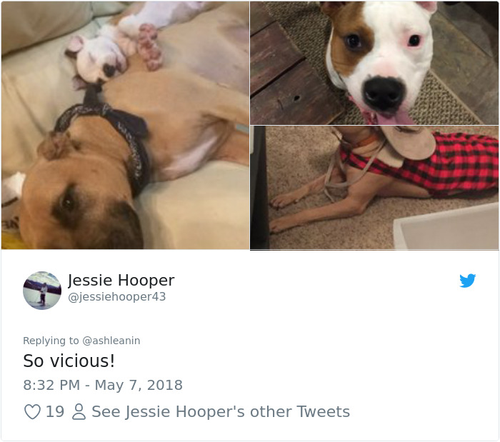 This Adorable 9-Week-Old Puppy Wasn't Allowed To A Puppy Party Because Of Her Breed And People Are Not Happy This Adorable 9-Week-Old Puppy Wasn't Allowed To A Puppy Party Because Of Her Breed And People Are Not Happy