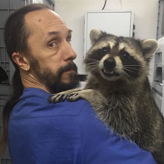 This Raccoon That &ldquo;Works&rdquo; At A Vet Clinic In Russia Has A Special Ability To Calm Sick Dogs