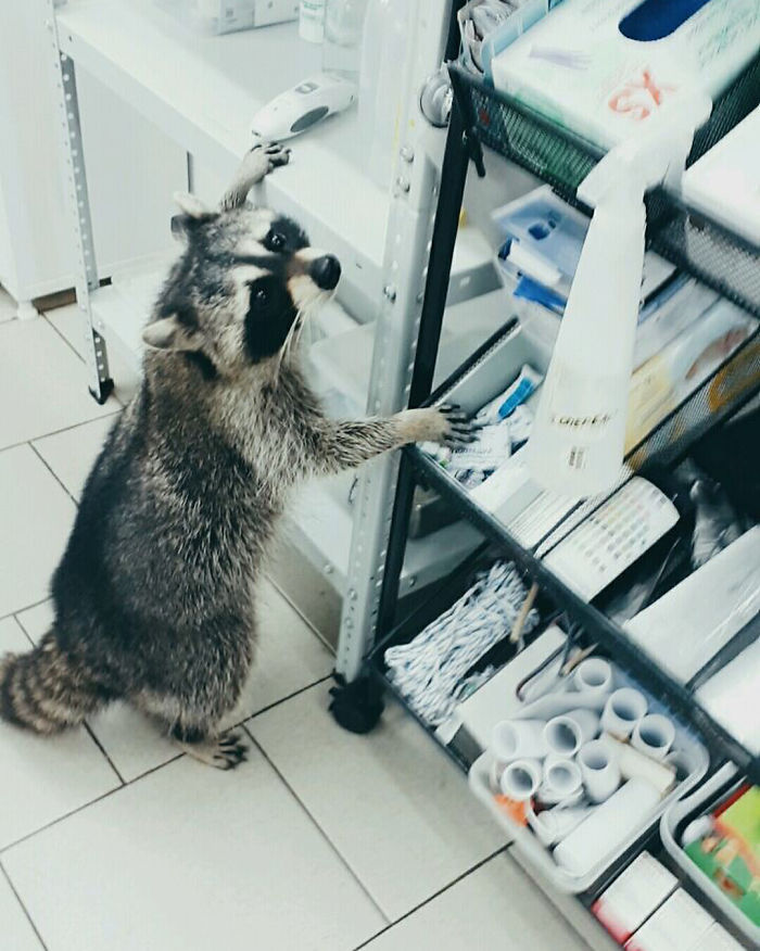 This Raccoon That &ldquo;Works&rdquo; At A Vet Clinic In Russia Has A Special Ability To Calm Sick Dogs