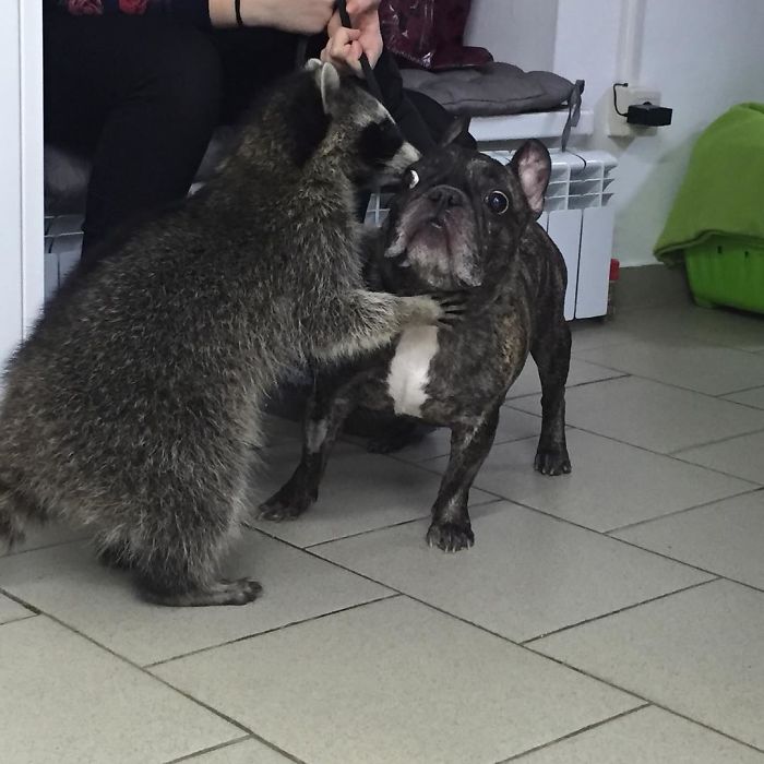 This Raccoon That &ldquo;Works&rdquo; At A Vet Clinic In Russia Has A Special Ability To Calm Sick Dogs