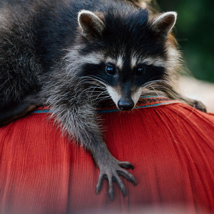 This Raccoon That &ldquo;Works&rdquo; At A Vet Clinic In Russia Has A Special Ability To Calm Sick Dogs