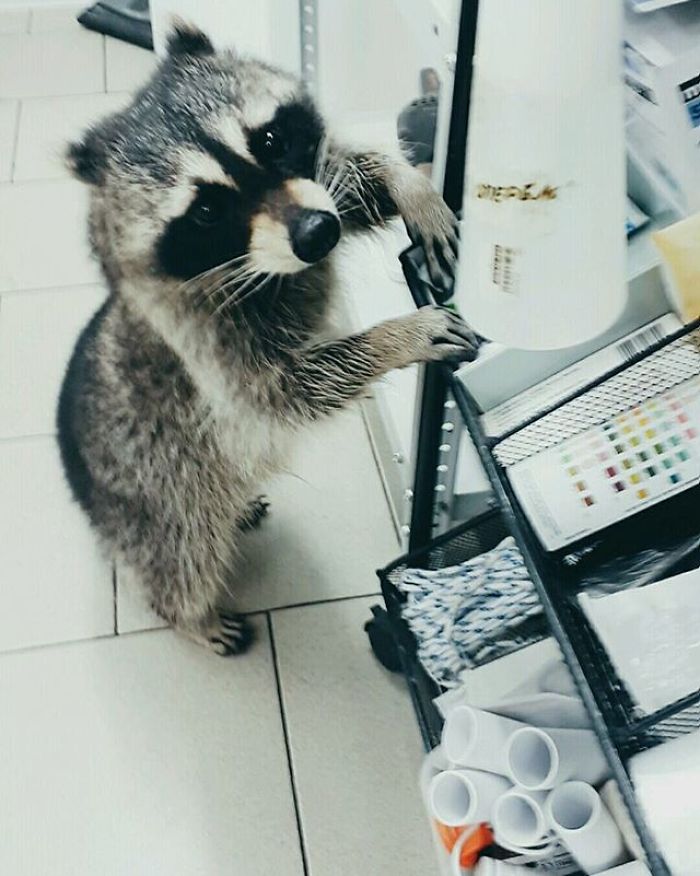 This Raccoon That &ldquo;Works&rdquo; At A Vet Clinic In Russia Has A Special Ability To Calm Sick Dogs