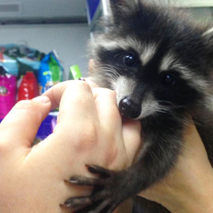 This Raccoon That &ldquo;Works&rdquo; At A Vet Clinic In Russia Has A Special Ability To Calm Sick Dogs