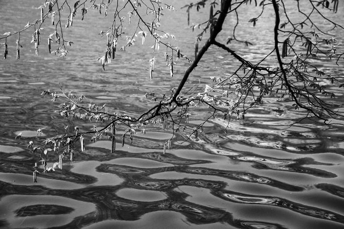 Plitvice Lakes In Black And White