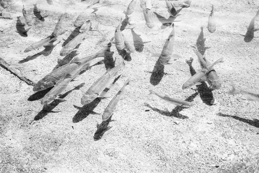 Plitvice Lakes In Black And White Plitvice Lakes In Black And White