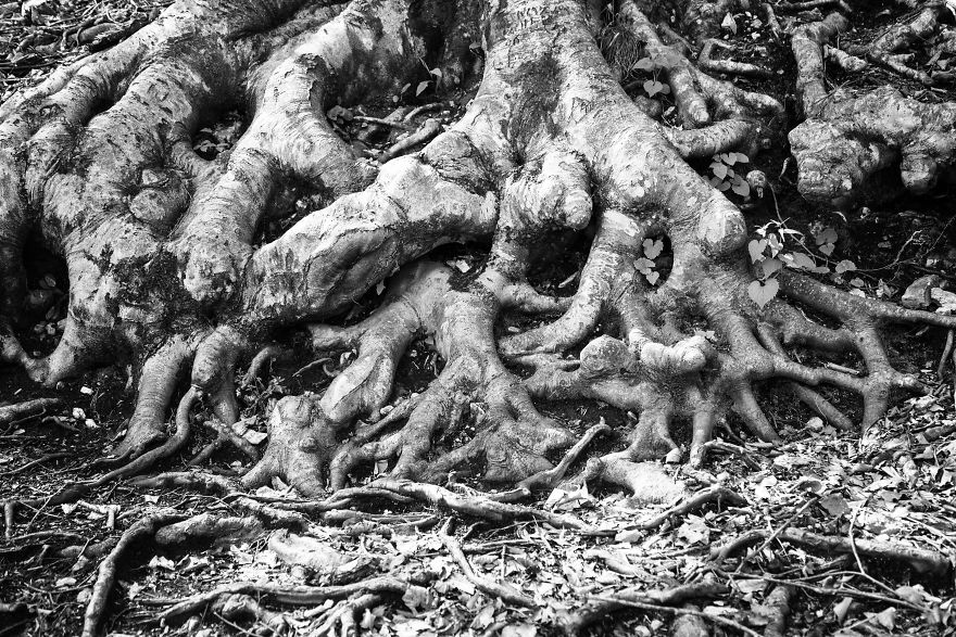 Plitvice Lakes In Black And White Plitvice Lakes In Black And White